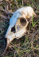 deer skull D6A1753web