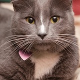 gray cat 0747