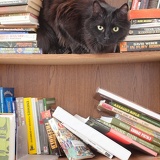 bookshelf 8788