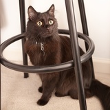 gremlin black barstool 1131