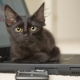 laptopcat6512