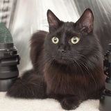 studio cat 7125