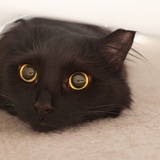 subsurface cat 1081