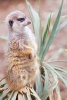 meerkat 9921