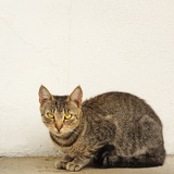 momcat 9823cropped