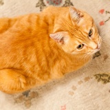 orange cat 1310
