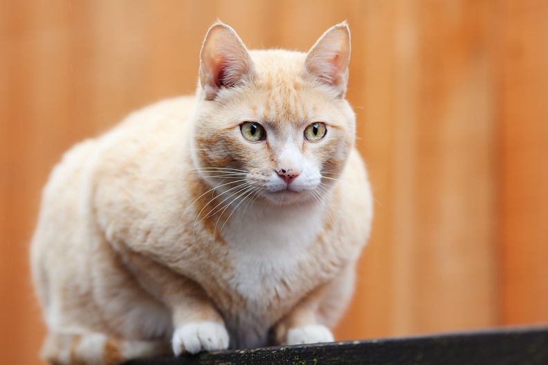 orange cat 2709
