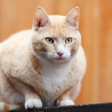 orange cat 2709