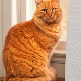 orange cat window 0748