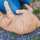 orangecat P1010525