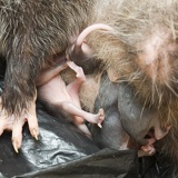 possum-belly5416