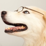 smart dog 0337