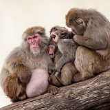 snow monkeys grooming 6478web