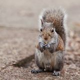squirrel 0638web