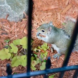 squirrel DSC5797web