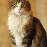 tabby