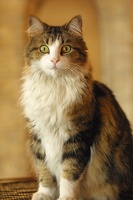 tabby