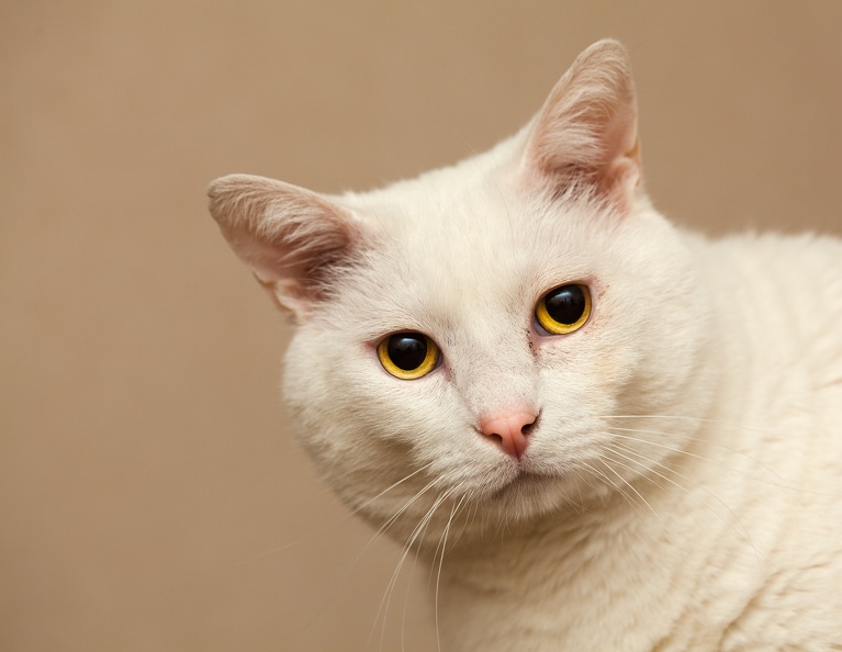 white cat 5488