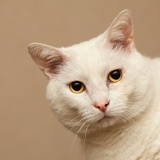 white cat 5488