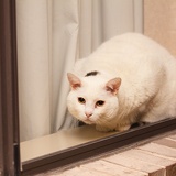 window cat 5469