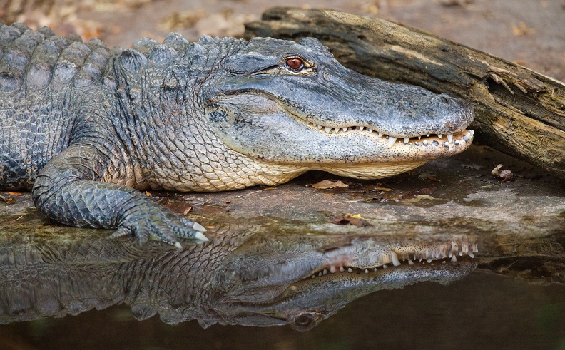 alligator 1349web