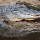 alligator_1349web.jpg