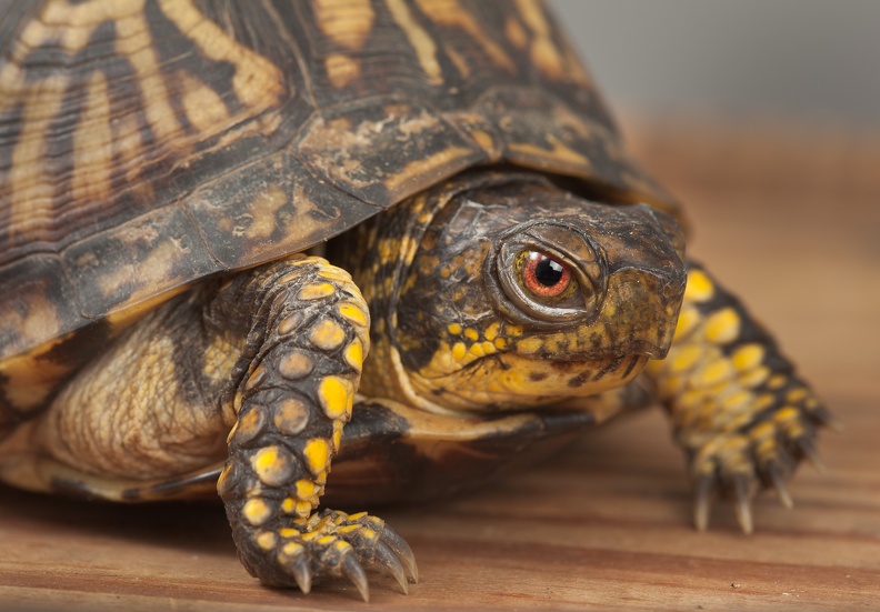 box turtle 3764