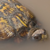 boxturtle6181