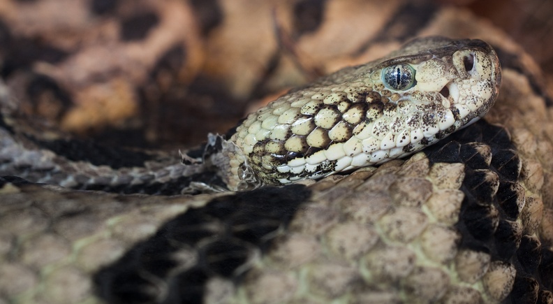 rattlesnake 1545