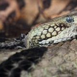 rattlesnake_1545.jpg