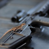 rifle lizard D6A7495