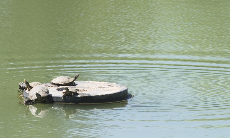turtles4ani