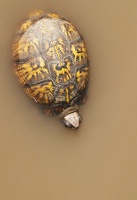 turtletop6182
