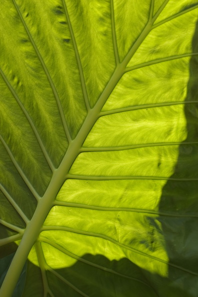 bigleaf7506.jpg