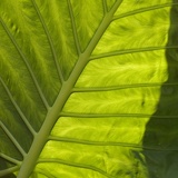 bigleaf7506