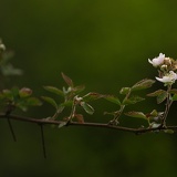 blackberry branch DSC8295web