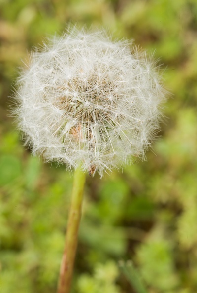 dandelion9136