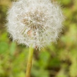 dandelion9136