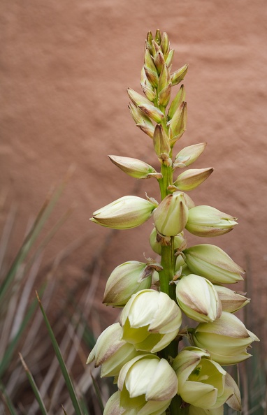 green_plant_9636.jpg