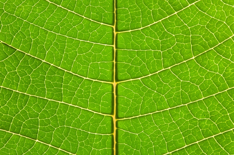 leaf0555