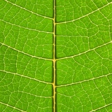 leaf0555.jpg