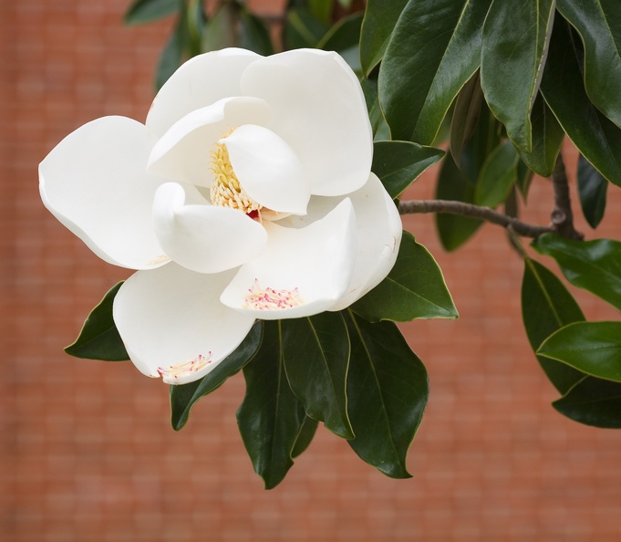 magnolia2246