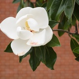 magnolia2246