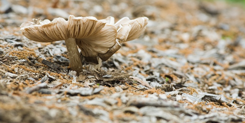 mushroom 4759