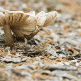 mushroom 4759