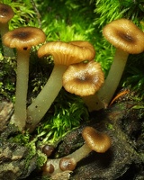 mushrooms