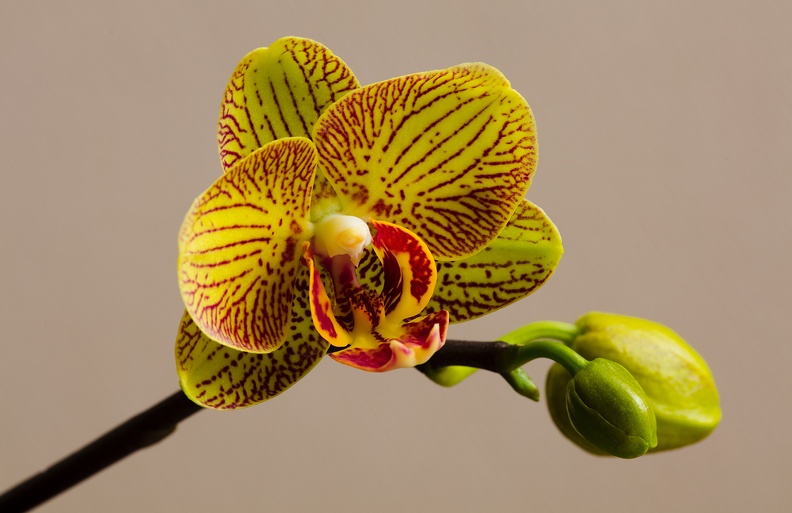 orchid D6A6933web