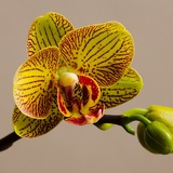 orchid D6A6933web