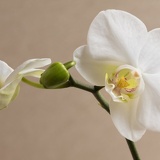 orchid D6A6938web