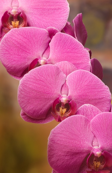 orchids5618